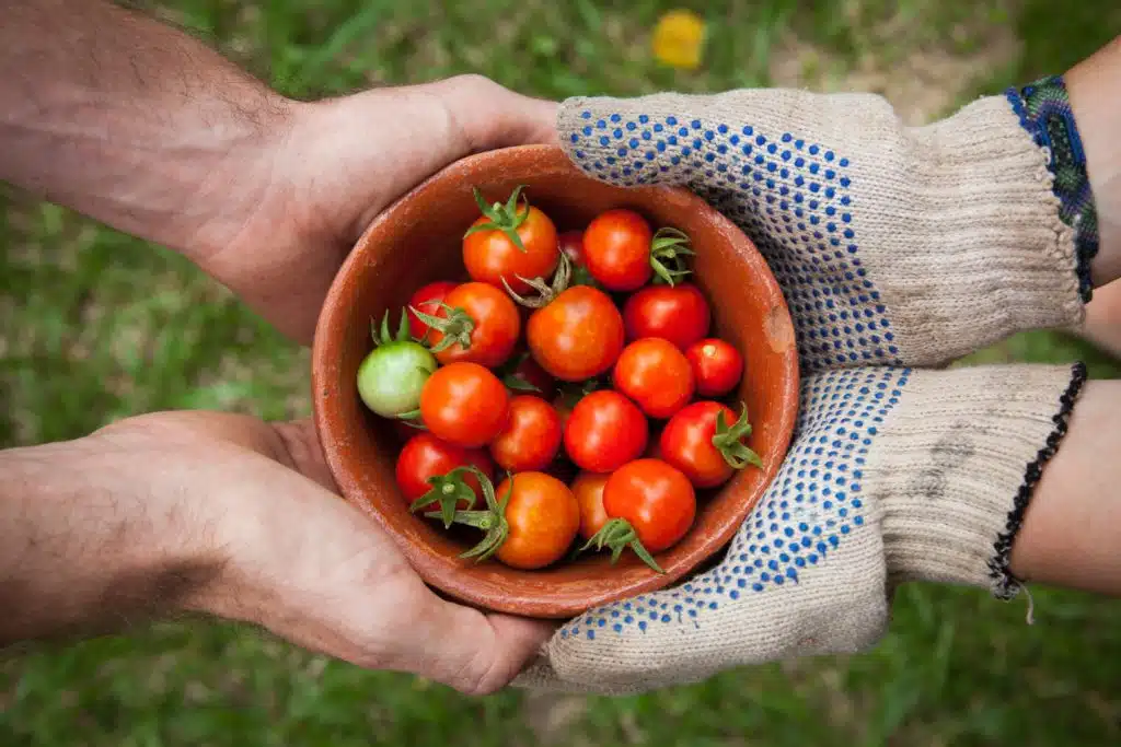 Bowl of freshly-picked tomatoes