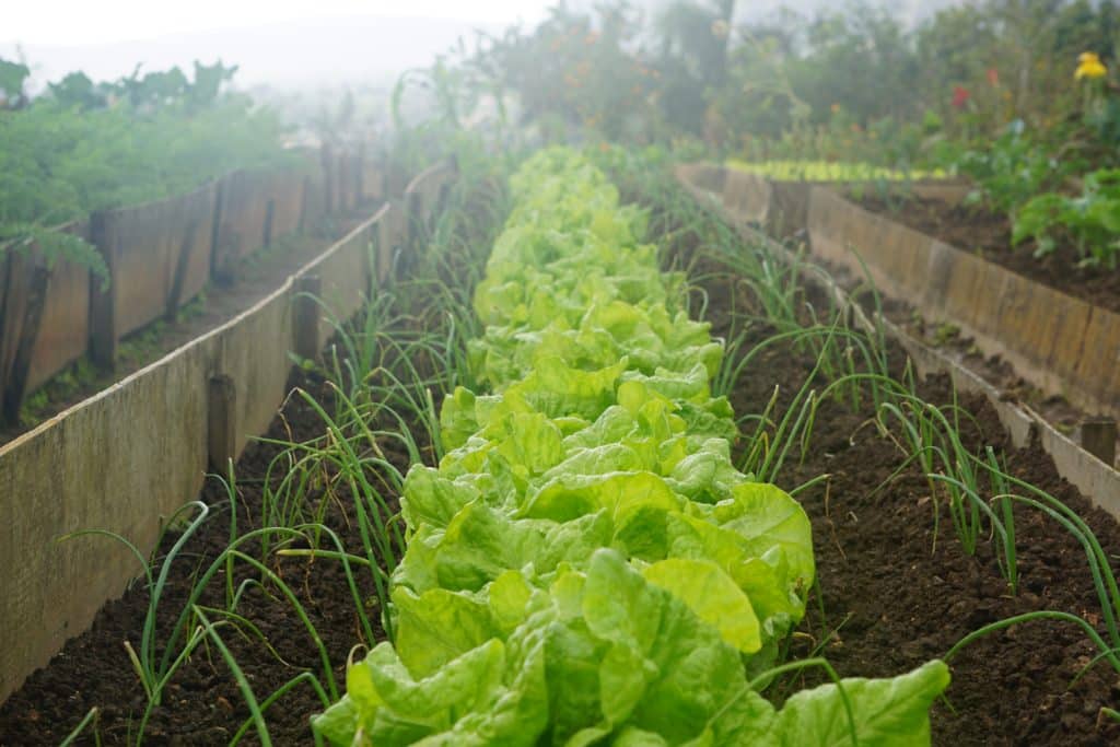 Salad heads growing in raised beds