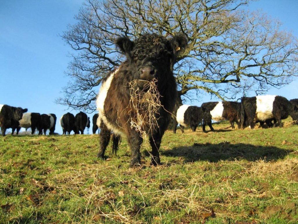 Cow in Kilnford Farm Shop's fields
