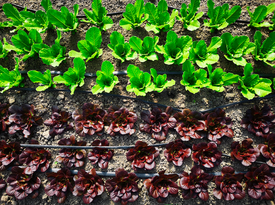 Organic leaves being grown at Plaw Hatch Farm