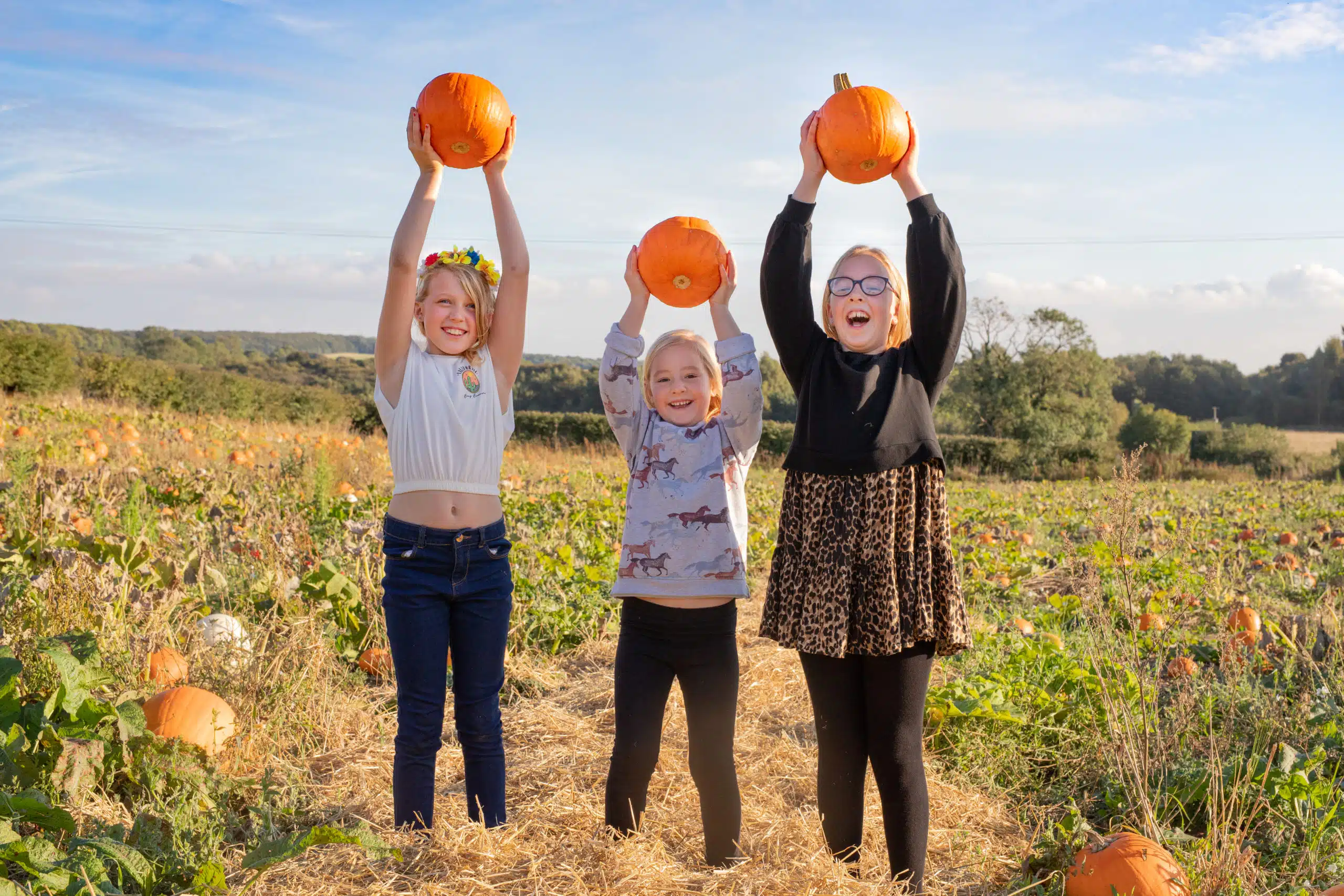 Pumpkins at the pumpkin patch at Drewton's Farm