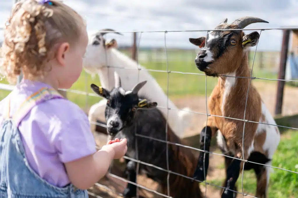 Little girl with the goats at Upper Dysart Larder, Montrose