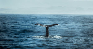 Whale tail in the ocean