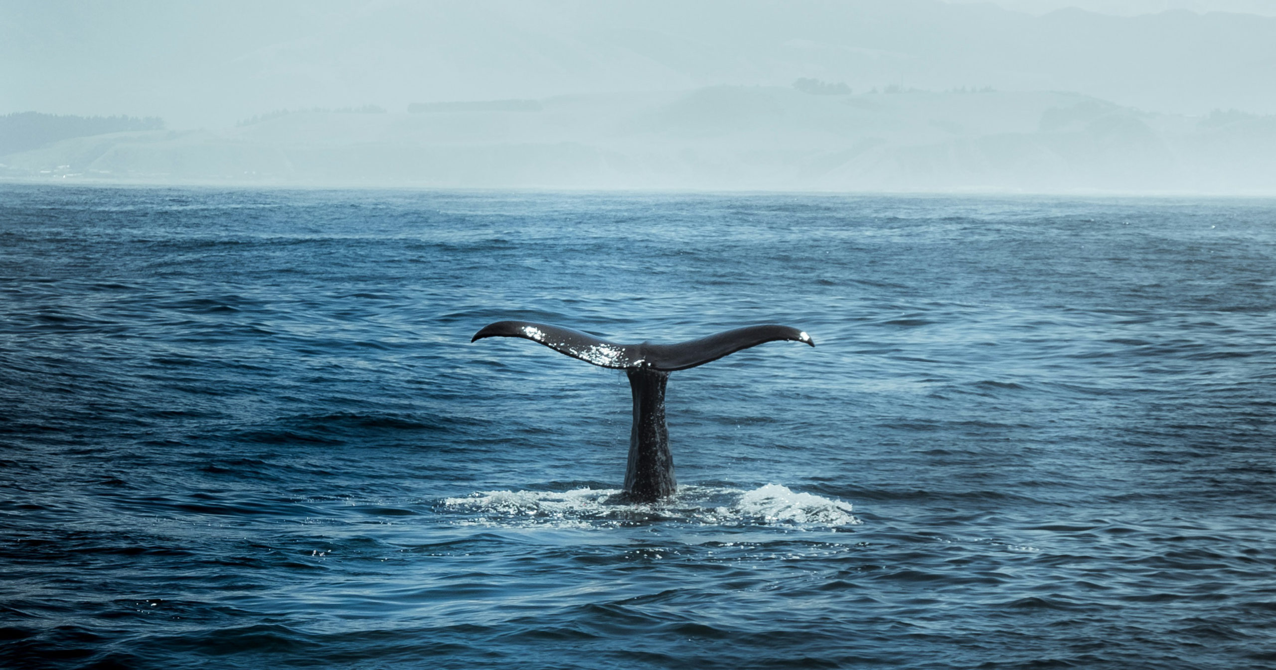 Whale tail in the ocean