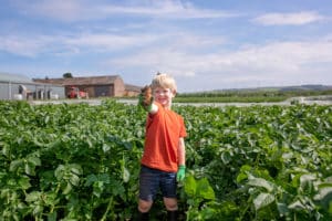 Young boy holding potato at a British farm