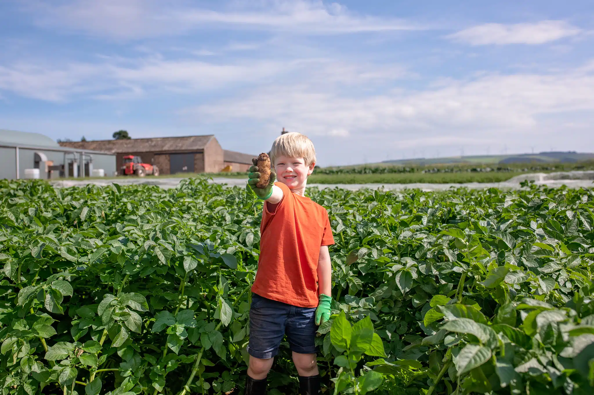 Young boy holding potato at a British farm