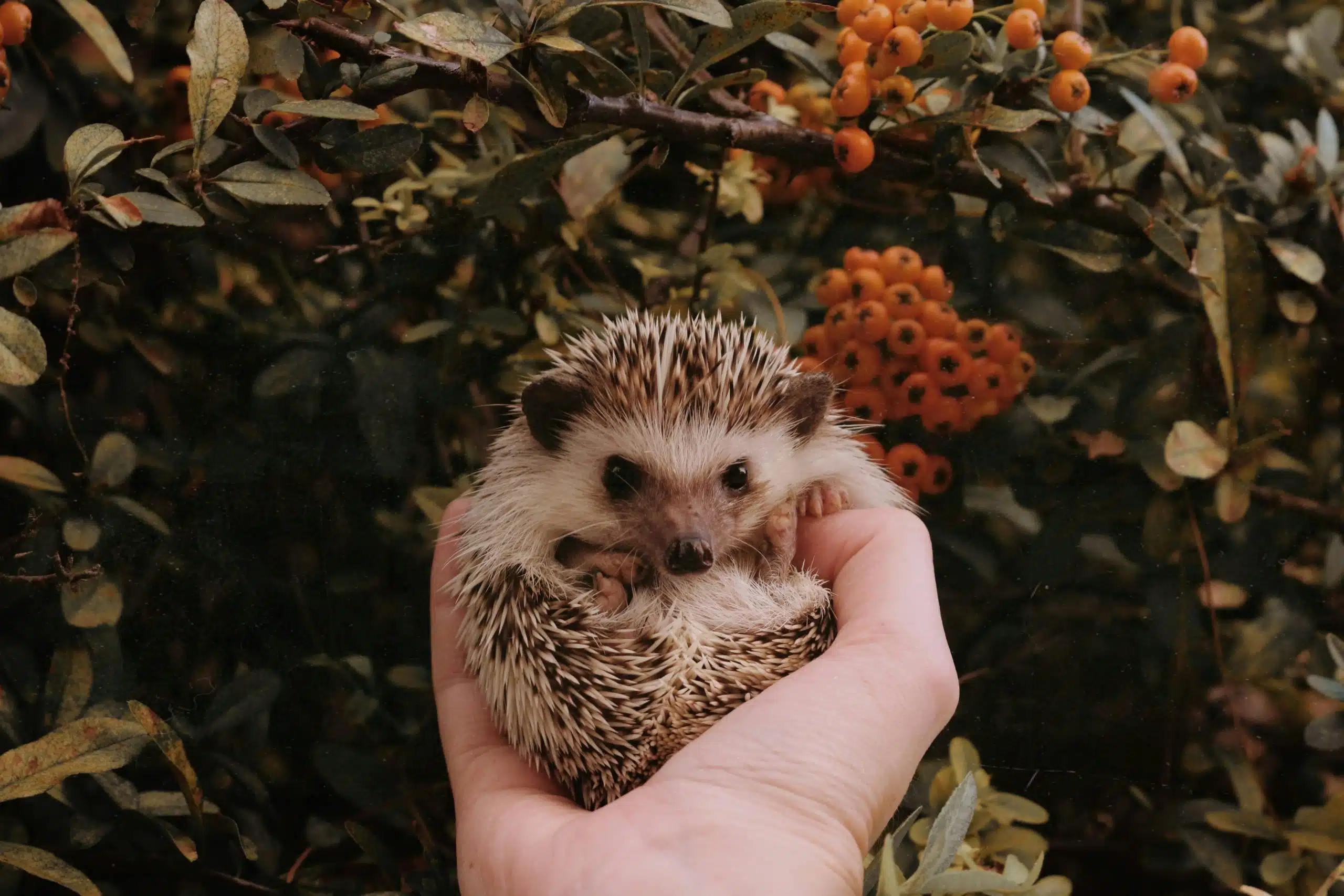 Baby hedgehog image to go with Wildlife Trusts information