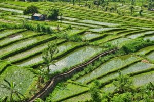 Rice paddy in Bali, Indonesia