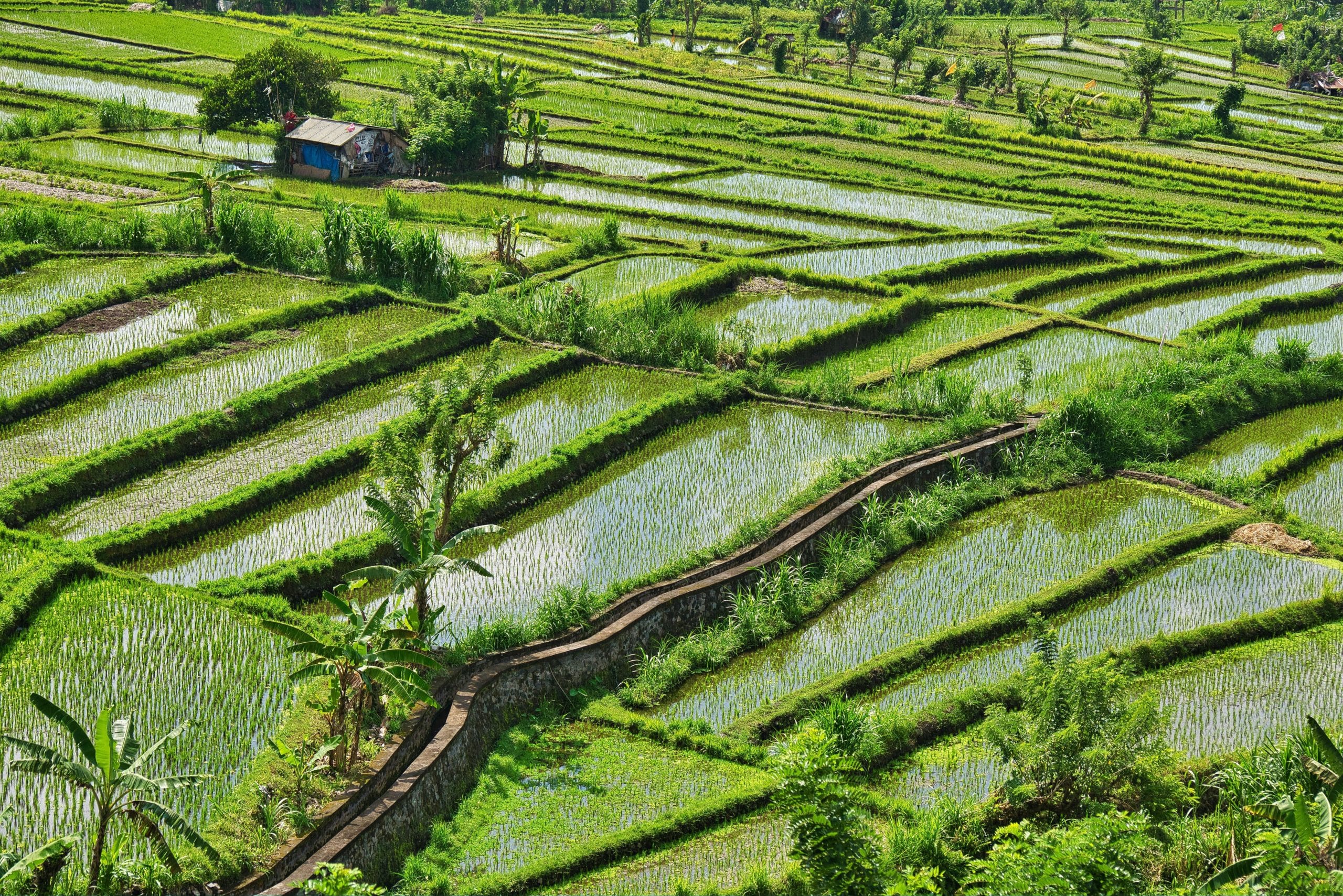 Rice paddy in Bali, Indonesia
